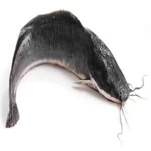 Catfish