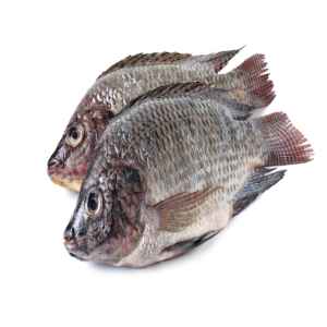 Tilapia Whole