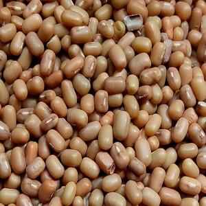 HB Moth Beans