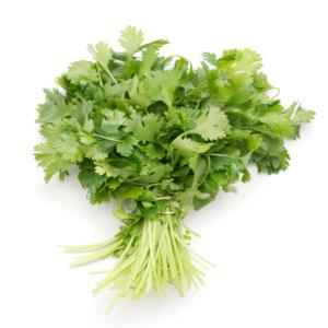 Cilantro Bunch