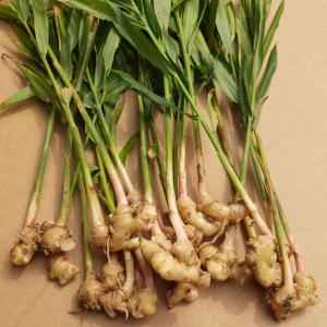 Ginger Root