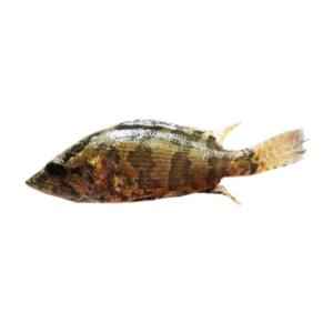 SAF LEAFFISH GANGETIC