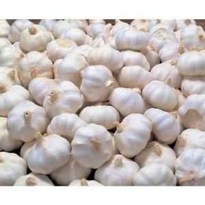 Garlic