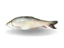 Mirgal Whole 10lb Up
