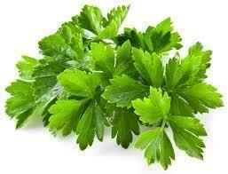 Cilantro