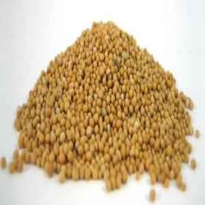 Deer Mustard Seed Yellow