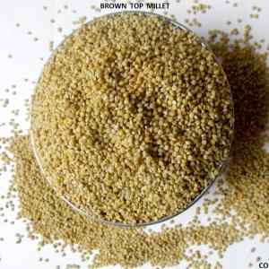 PEARLED BROWNTOP MILLET