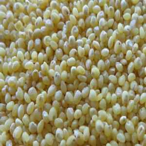 PEARLED PROSO MILLET