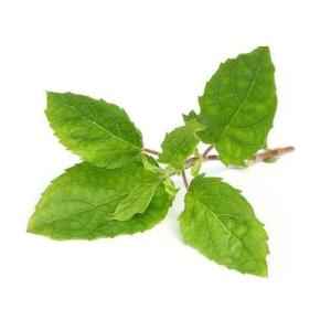 Vedic Tulsi Leaves
