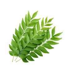 Curry Leaves