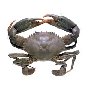Crab Whole