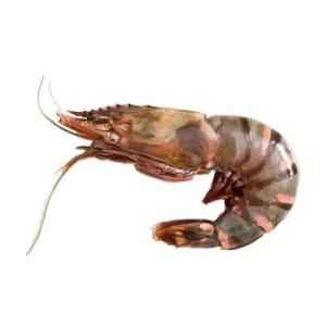 Shrimp Jumbo