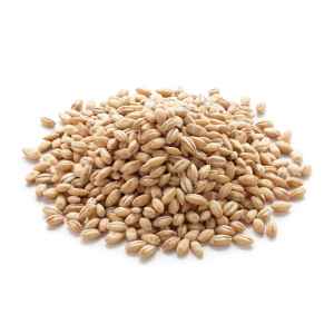 Dharti BARLEY