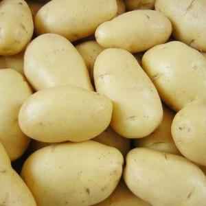 POTATO WHITE