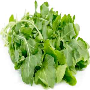 ARUGULA LITTLE BEAR