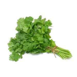 Cilantro Big Bunch
