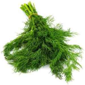 Dill Leaves
