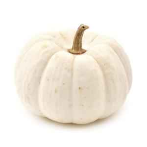Pumpkin White