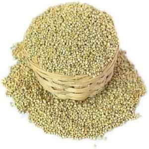 Rego Pearl Millet
