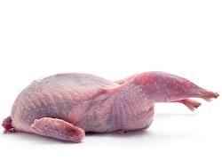 Jumbo Quails