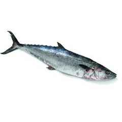 Bell King Fish