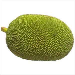 Baby Jackfruit