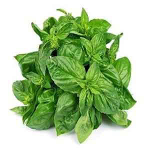 Fresh Basil Leaves