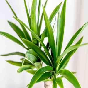 Amaranath/Yuca Leaves