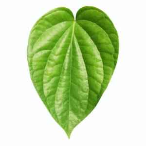 Beetle Nut Leaves