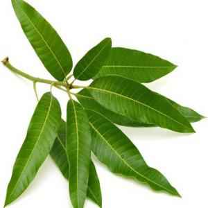 MANGO LEAVES PACK
