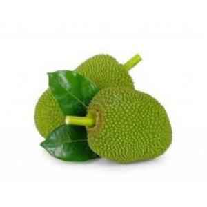 Jackfruit Baby Green