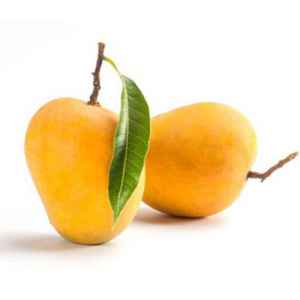Kesar Mangoes Box