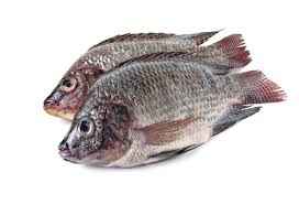 Tilapia Whole