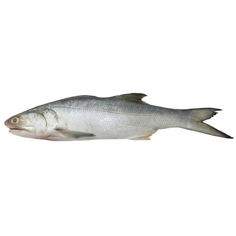 Fish Salmon