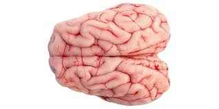 Lamb Brain
