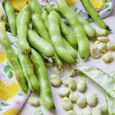 Fava Beans