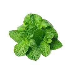 MINT LEAVES BUNCHES