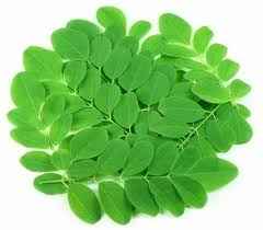 DRUMSTICK LEAVES