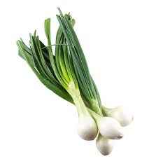GREEN ONION MEDIUM/MEXICAN
