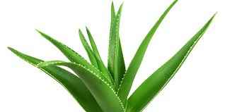 ALOE VERA LEAVES
