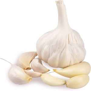 Garlic
