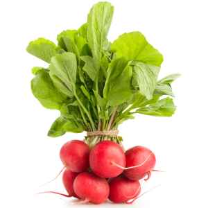 RED RADISH