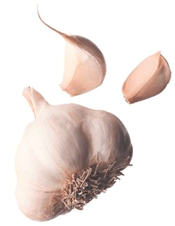 Fresh Garlic