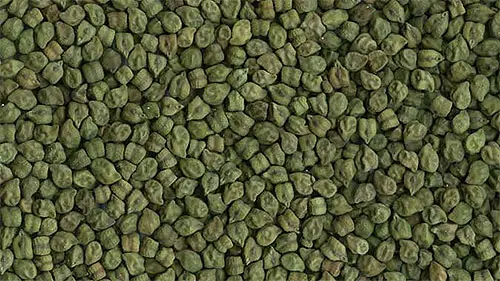Green Chana (Green Chickpeas)