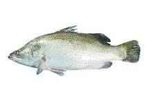 Koral