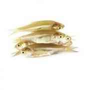 Chelapata Big (Frozen Cut Clean Ready To Cook)