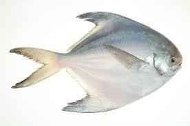 Pomfret 300 400