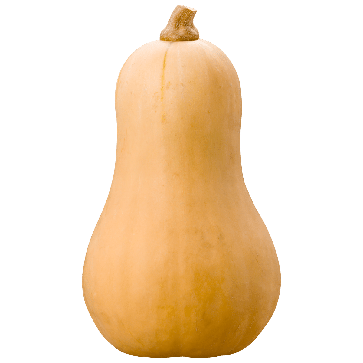 SQUASH 1 LBS