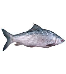 Fish Mrigal 3kg 1 LBS
