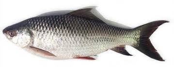 Fish Ruhu 5kg 4 LBS